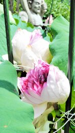 優雅な花を開かせ始めた「妙蓮」＝５日、新温泉町前の正楽寺