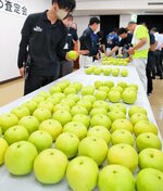 順調に生育したなつひめの出来栄えを確かめる関係者ら＝９日、北栄町の鳥取県園芸試験場