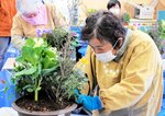 新年を彩る寄せ植えづくりに取り組む参加者＝１１日、香美町小代区実山の地域連携センター