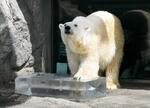 　北海道旭川市の旭山動物園でプレゼントされた氷で涼をとるホッキョクグマ＝２６日午前