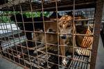 　２１日、食肉処理場のおりに入れられた犬＝インドネシア・トモホン（ＡＰ＝共同）