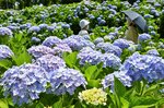 淡い薄紫色や青色の花を咲かせるアジサイ＝１８日、鳥取市美萩野３丁目のあじさい公園