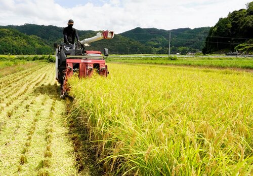 残暑の中、コンバインで稲を刈る池本さん＝３日、鳥取市鹿野町鹿野