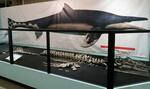 　和歌山県立自然博物館に展示されている「ワカヤマソウリュウ」の化石＝７月１２日、和歌山県海南市