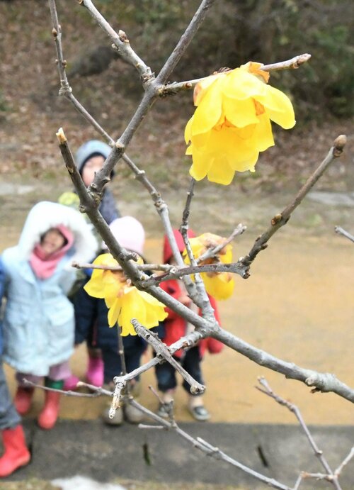 少しずつ咲き始めたロウバイの花＝２０日、鳥取市桂見のとっとり出合いの森