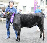 種牛の部で１等１席に輝いた「ともたか」と田中さん＝１日、新温泉町歌長のＪＡたじまみかた畜産事業所