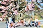 例年より１カ月以上遅れて春を告げる寒桜＝２１日、鳥取市青谷町奥崎