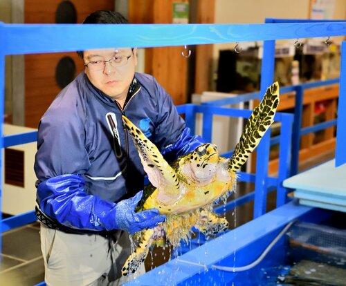 漂着し、一時保護されていたウミガメを慎重に移送する学芸員＝２６日、鳥取市賀露町西３丁目のとっとり賀露かにっこ館