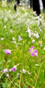 松林の中に自生しているハマダイコン。潮風に小さな花を揺らしている＝新温泉町芦屋の浜坂県民サンビーチ