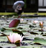 雨の中、薄ピンク色の花を咲かせるスイレン＝２９日、鳥取市上町の観音院