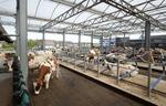 　フローティングファームの最上階にある飼育スペース。最新技術によって管理された広々とした環境で、牛たちがのんびり過ごす＝２０２４年４月、オランダ・ロッテルダム（撮影・Ｒｕｕｄ　Ｖｏｅｓｔ、共同）