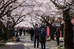 　花見客で賑わうがいせん桜並木＝２０２４年４月