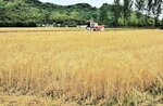 麦の穂が黄金色となり「麦秋」シーズンが到来。刈り取り作業が始まりそのシーズンは短い＝２２日、鳥取県倉吉市古川沢