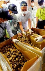 出品された乾シイタケの出来栄えを審査する審査員ら＝２２日、鳥取市五反田町のしいたけ共選所