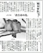 「野鳥賛歌」（２０１５年５月12日・日本海新聞）