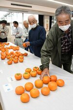 柿の出来栄えを確認する生産者ら＝５日、北栄町の県園芸試験場