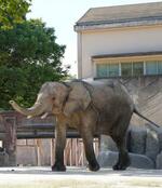 　妊娠が確認された広島市の安佐動物公園のマルミミゾウ「メイ」＝２０２４年９月