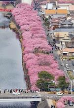 　見頃を迎えた静岡県河津町の「河津桜」＝２日午前１０時４５分（共同通信社ヘリから）