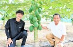 青パパイアの栽培に取り組む浜本代表（右）と喜一朗さん＝２７日、北栄町弓原の農園