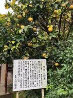 　１６６７年にジャワから伝来したと伝えられる長崎市・西山神社のザボンの木＝２０２４年１月