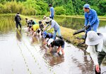 田植えのこつを覚えて上手に苗を植える児童たち