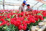 生徒らが丹精込めて栽培したカーネーション＝１０日、鳥取県倉吉市の倉吉農業高