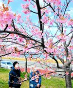 大根島の中海沿岸で咲き誇る河津桜