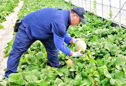 赤肉系メロン「プリモレッド」を丁寧に収穫する山口さん＝２５日、鳥取県北栄町亀谷