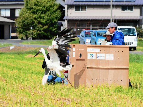 大きく育ち、放鳥されるコウノトリ＝１０日、北栄町大島