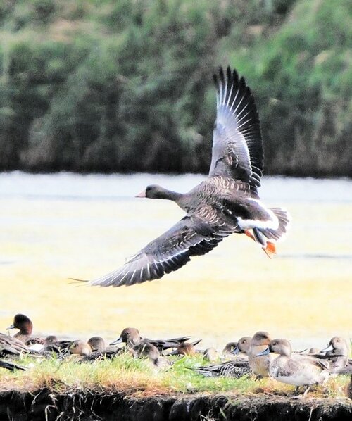 米子水鳥公園に今季初飛来したマガン＝２８日、鳥取県米子市彦名新田（同公園提供）