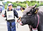 巧みな手綱さばきで牛を操る渡辺さん＝２８日、琴浦町の鳥取県中央家畜市場
