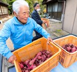 加工場に向かうトラックに収穫した米子赤カブを積み込む野浪さん（手前）＝１４日、米子市旗ケ崎４丁目