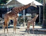 　マサイキリンの雌の赤ちゃん（右）と母親の「コユメ」＝１日、宮崎市フェニックス自然動物園