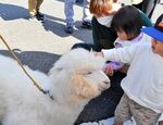 ３年ぶりの開催となった「北条ふるさとまつり」。子どもたちの人気を集めた「ふれあい動物園」＝昨年11月
