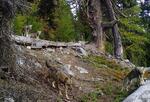 　スイス・バレー州東部の森で行動するオオカミの群れ＝２０２３年１０月（同州提供・共同）