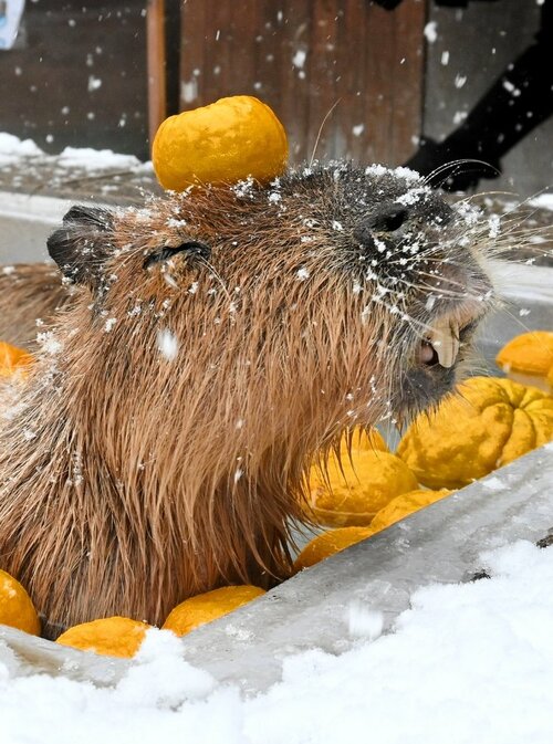 ゆず湯で温まり気持ちよさそうな表情を見せるカピバラ＝２２日、鳥取県米子市岡成の大山トム・ソーヤ牧場