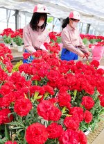 咲き誇ったカーネーションをラッピングする生徒＝１１日、倉吉市大谷の倉吉農高