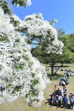 木の枝に雪が積もったように白い花を咲かせるナンジャモンジャ＝１１日、鳥取市桂見のとっとり出合いの森