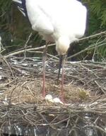 　巣内で卵を転がすコウノトリ＝１０日、福井県小浜市（コウノトリの郷づくり推進会提供）
