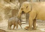 　札幌市の円山動物園で誕生したアジアゾウの赤ちゃんと母親のパール＝７日