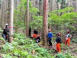 チェーンソーによる伐木技術を学ぶ参加者ら＝１５日、智頭町内の町有林