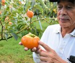 カメムシに吸われ凹凸ができた箇所を示す賀川さん＝１０日、八頭町久能寺