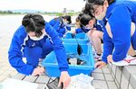 中海で採取した稚魚からマハゼを選別する生徒たち＝６日、境港市夕日ケ丘１丁目