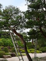 　足立美術館の日本庭園で行われたアカマツの剪定作業＝１８日、島根県安来市