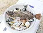 大漁！　浜坂漁港ではヒラメやアジなど多くの魚が釣り上げられた