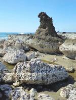 　能登半島地震による海岸線の隆起で陸続きになった「ゴジラ岩」＝１０日、石川県珠洲市（刀禰社長提供）