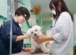 　大垣養老高校の「犬クラブ」部長の加納心葉さん（右）と、ブラッシングされる保護犬のトイプードルの雌「新絆」＝２０２４年１０月、岐阜県養老町