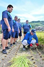 相撲部員たちに稲刈りを教える川口さん（右）＝１２日、鳥取市吉岡温泉町