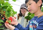 イチゴの収穫体験を楽しむ親子＝２０日、北栄町西園の北栄ドリーム農場