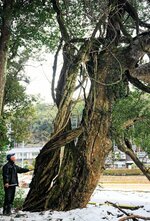 鳥取市保存樹林に指定されている高路神社の社叢。カゴノキの巨木にフジカヅラが巻きつく。貴重なヒメハルゼミの生息地でもある